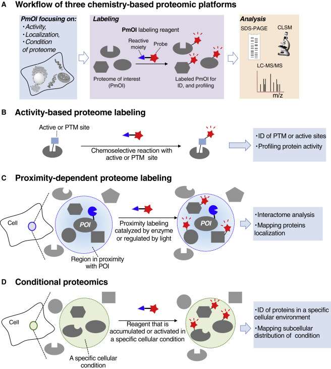 Proteome-Directed Chemical Modification