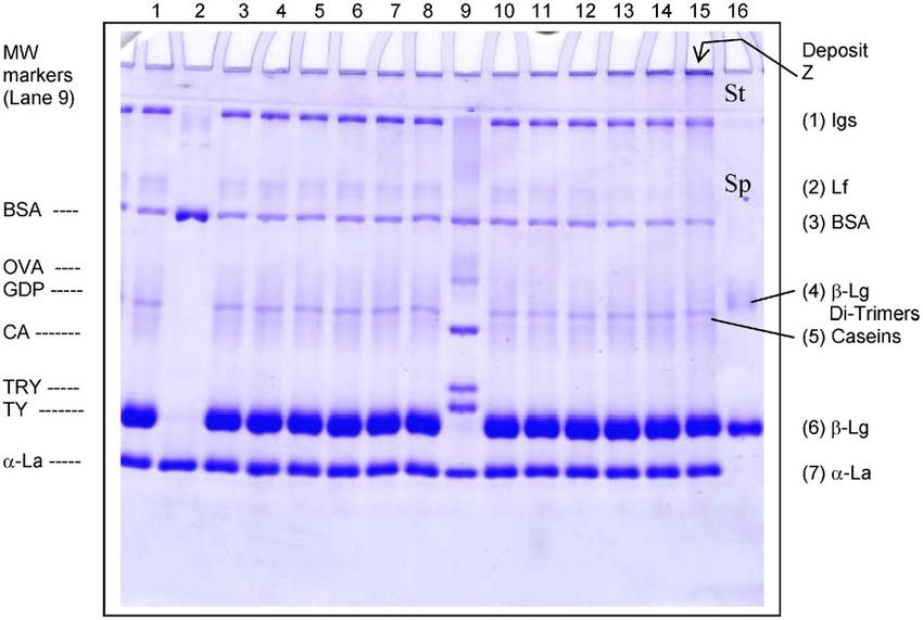 Overview of SDS-PAGE