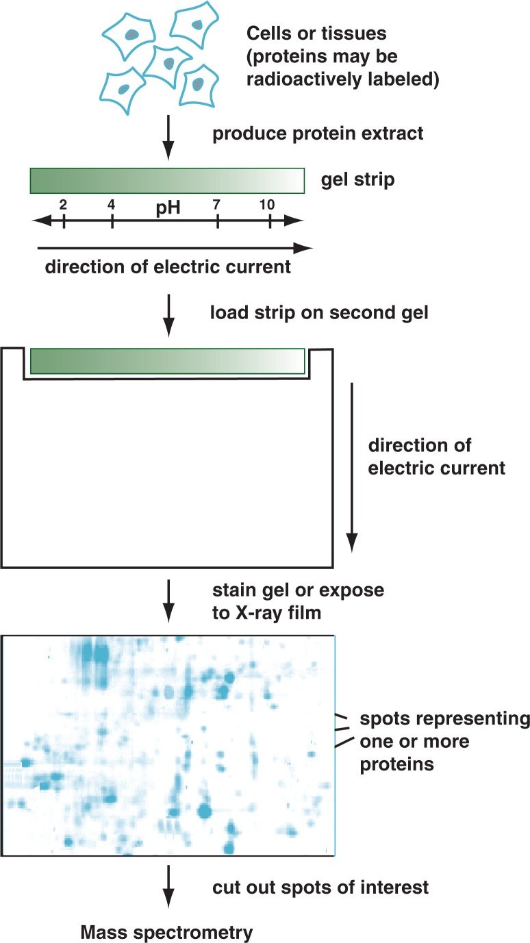 Overview of Two-Dimensional Gel Electrophoresis