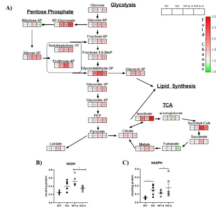 Lipin-1 KO BMDMs show altered metabolism with increased glycolysis, disrupted TCA cycle, and elevated NADPH levels compared to WT.