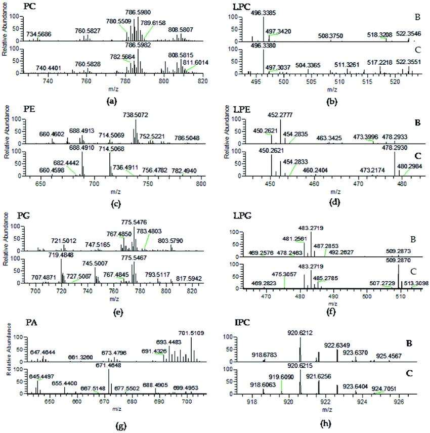 LC-MS spectra of phospholipid classes