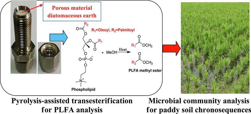 Figure 1 illustrates the mechanism of pyrolysis-assisted transesterification and its application to the analysis of 1000-years paddy soil chronosequence.