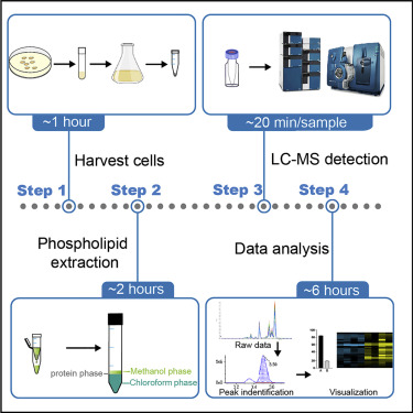 Workflow for Phospholipid LC-MS Analysis Platform