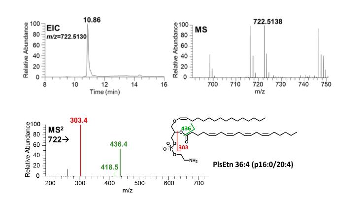 Identification of plasmalogen species in porcine brain tissue samples using high-resolution Orbitrap MS and tandem MS, exemplified by PlsEtn 34:2.