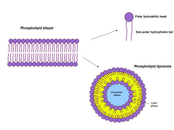 phospholipid bilayer diagram