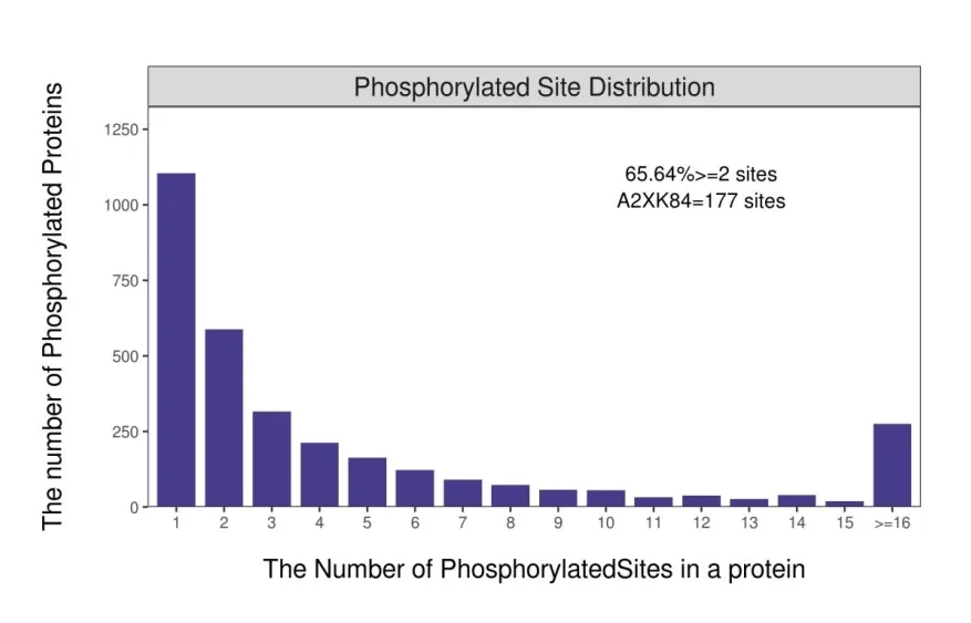 The number of phosphorylated sites in a protein