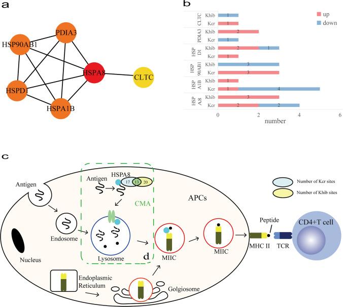 PPI map of antigen presentation proteins with Kcr/Khib sites