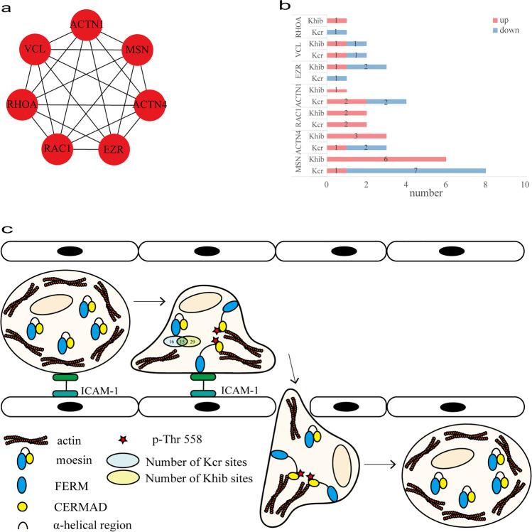 Modified leukocyte migration proteins in SLE PPI network