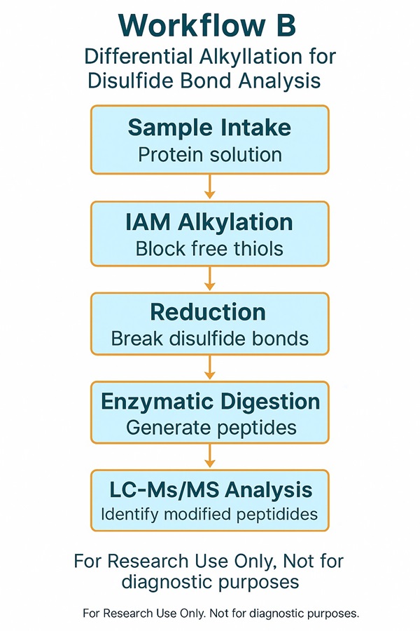 Workflow B differential alkylation strategy for disulfide bond analysis by mass spectrometry – vertical flowchart with IAM and NEM labeling steps