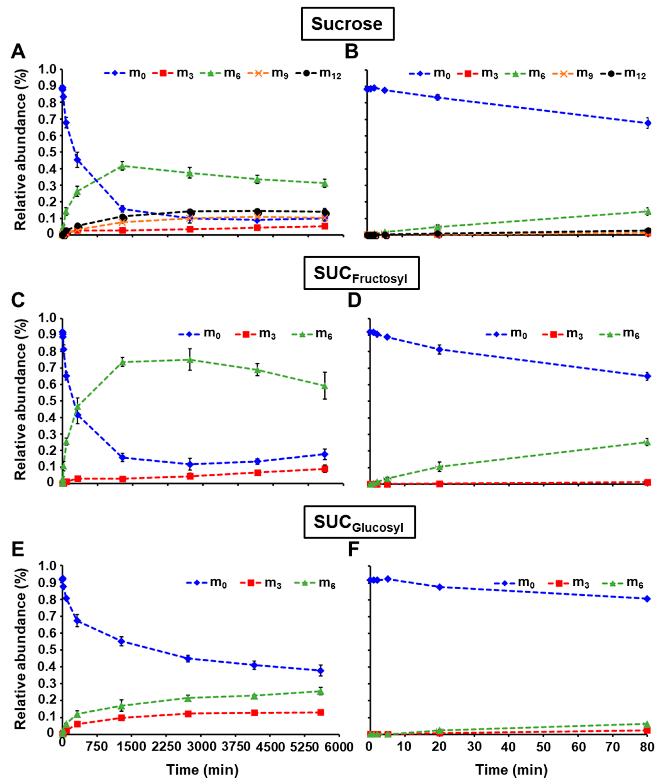 Relative abundance of isotopomers for 13C-fructosyl and 13C-glucosyl units from sucrose during the pulse labeling experiment.