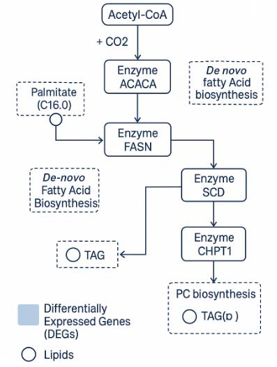 Pathway map showing gene and lipid interactions in fatty acid synthesis.