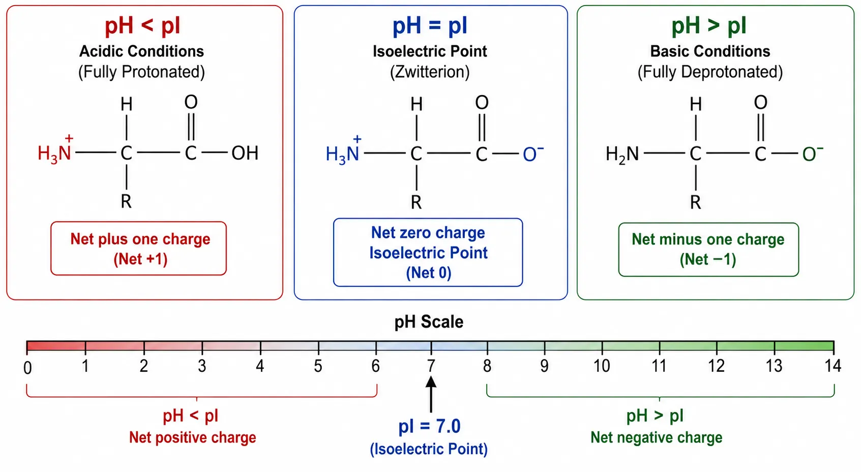 Zwitterion Formation Across pH Range