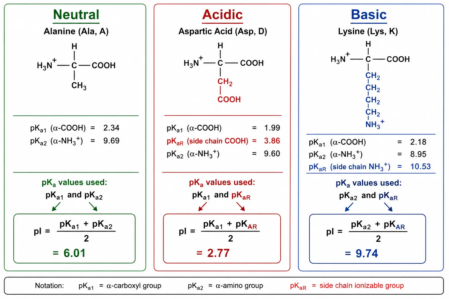 pI Calculation Workflow for Three Amino Acid Categories