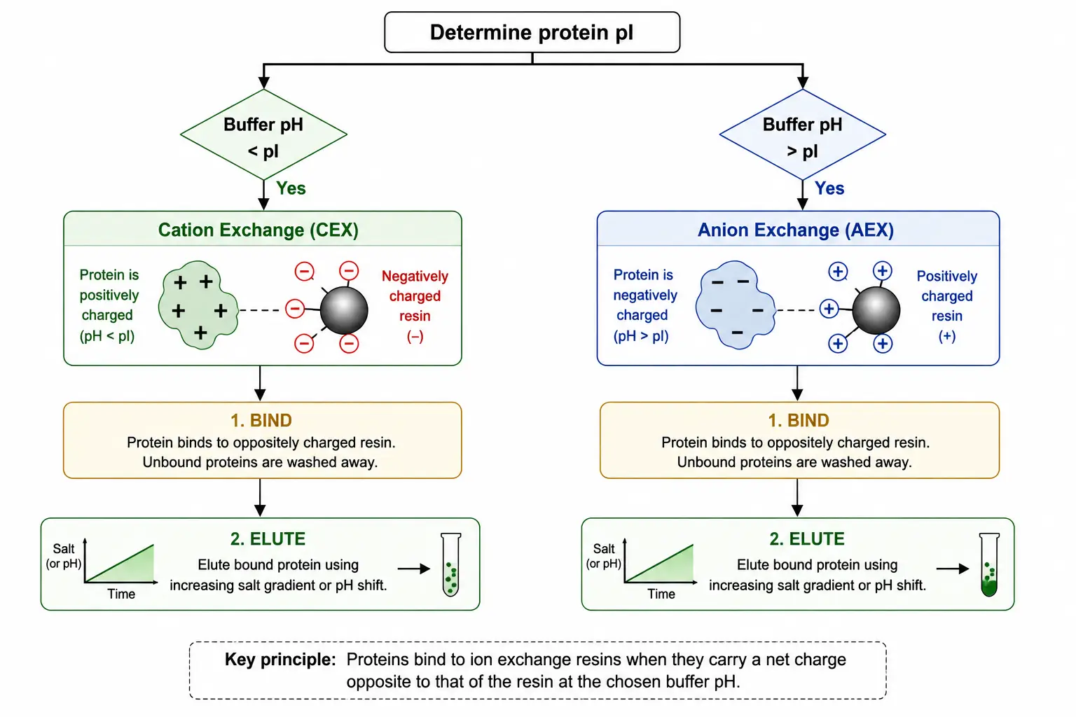 Ion-Exchange Chromatography Decision Flowchart Based on pI