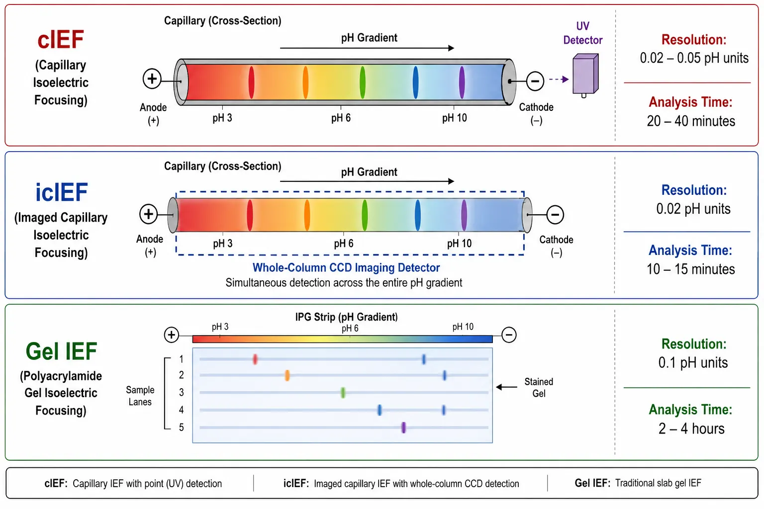 cIEF vs icIEF vs Gel IEF Method Comparison