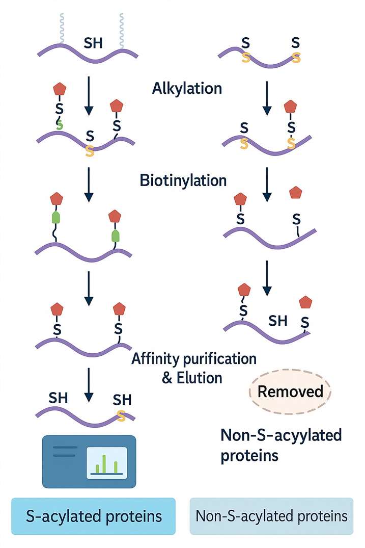 Biotin Exchange (ABE) Method of Palmitoylation Site