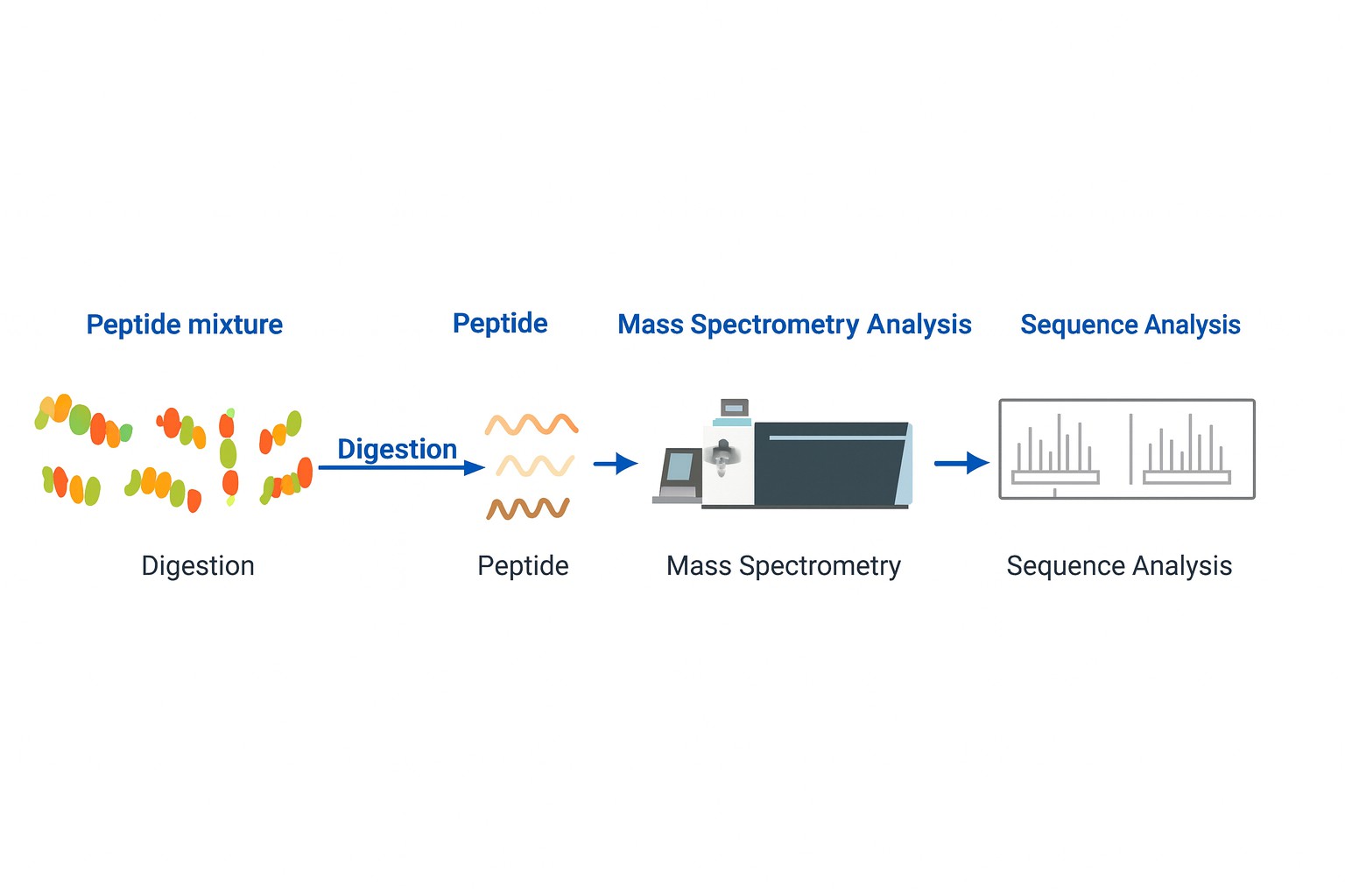 Workflow of peptide sequencing service using digestion, mass spectrometry, and sequence analysis