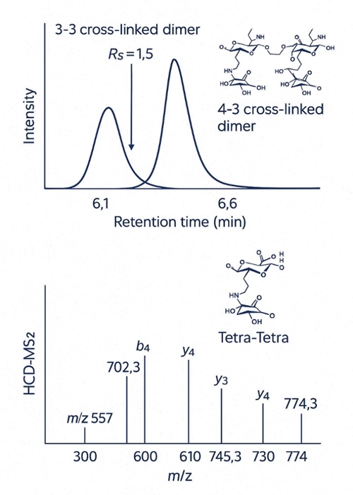 XIC of 3-3 and 4-3 muropeptide dimers with MS² spectrum of Tetra-Tetra showing fragment ions.