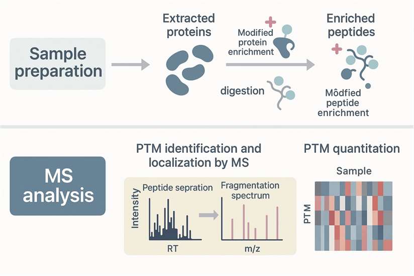PTM profiling workflows