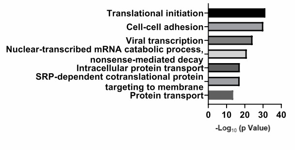 Bar Chart of GO Enrichment shows the the degree of protein enrichment