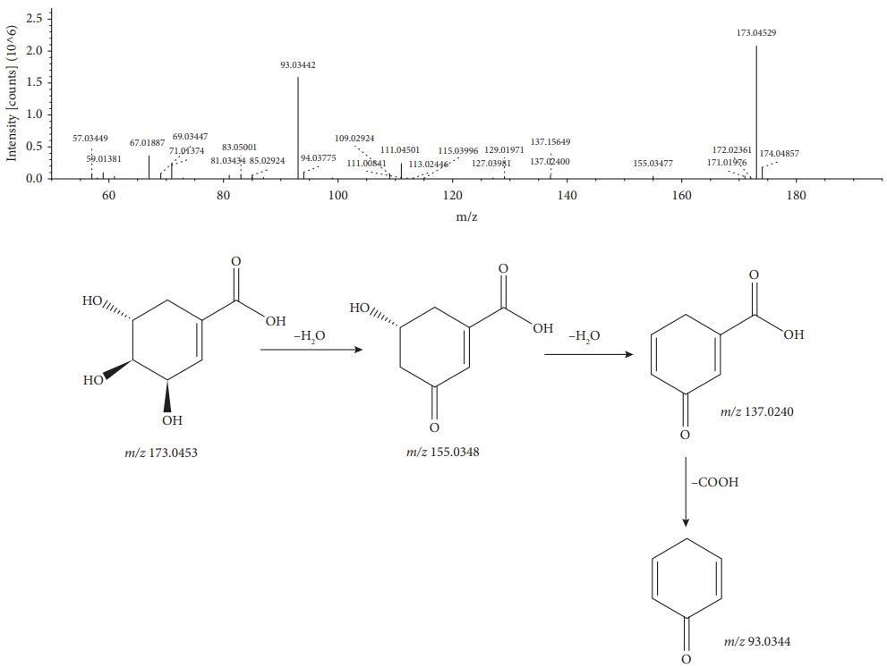 MS/MS spectrum and the fragmentation pathway of shikimic acid.