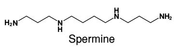 Spermine