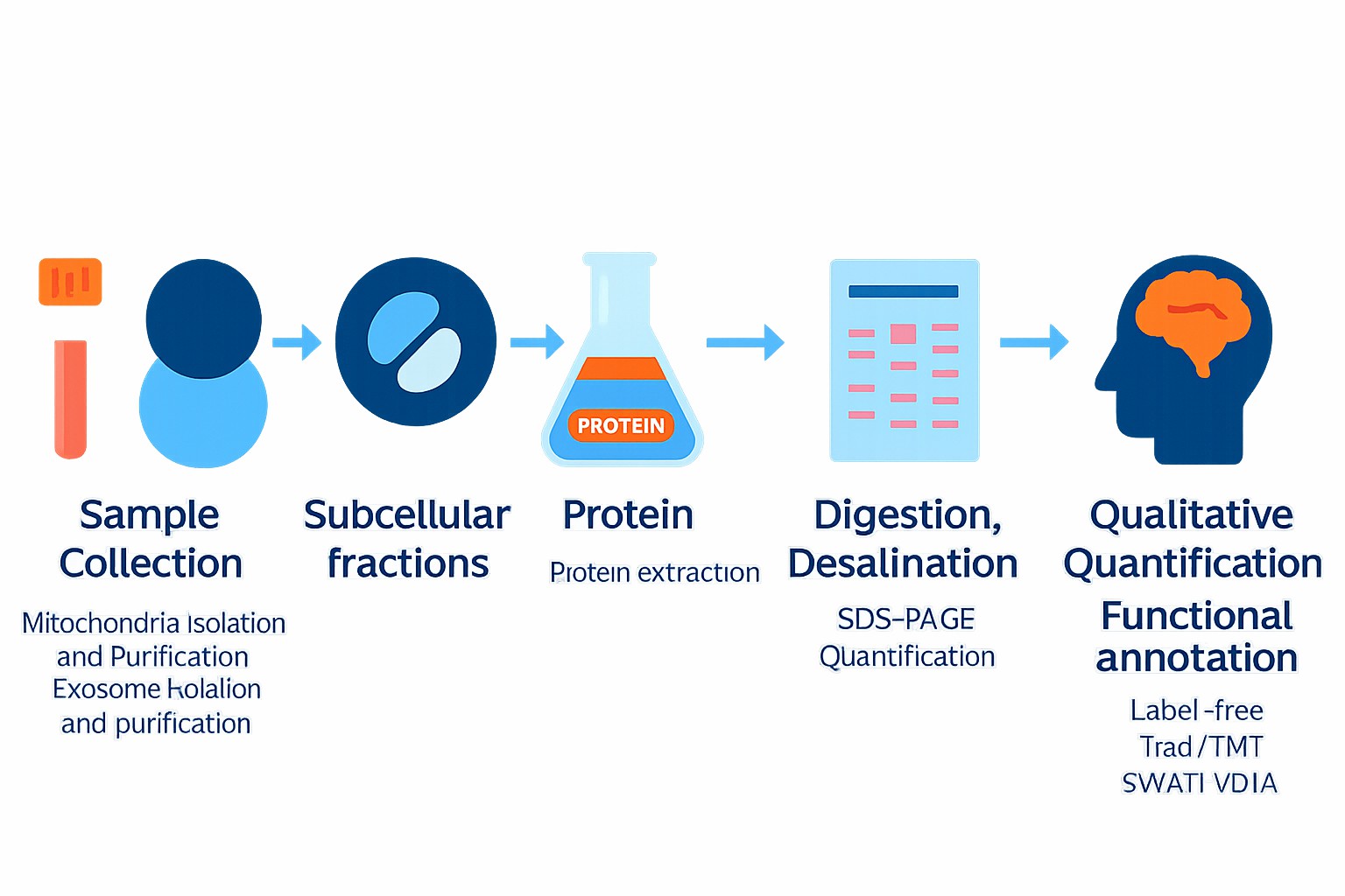 Workflow of Subcellular Proteomics Service