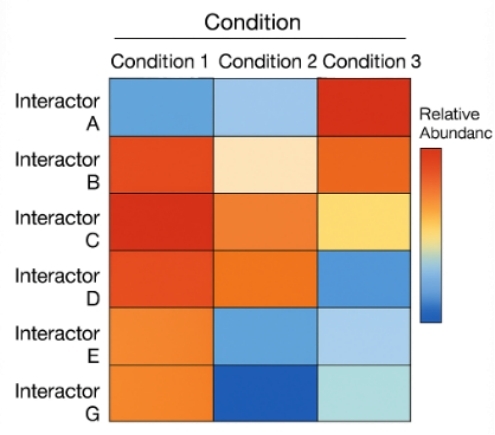 Heatmap of protein interactors across three conditions with red indicating high and blue low abundance.