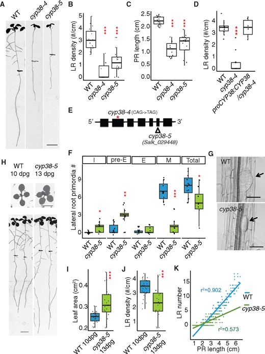 CYP38 mutation reduces LR density, alters LR stages, and affects PR length in Arabidopsis.