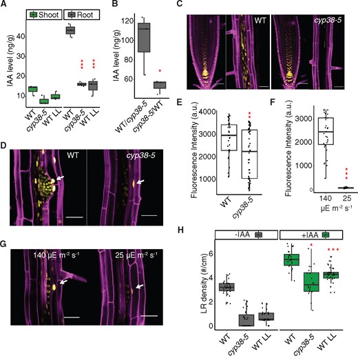 Auxin is involved in CYP38-dependent regulation of LRs.