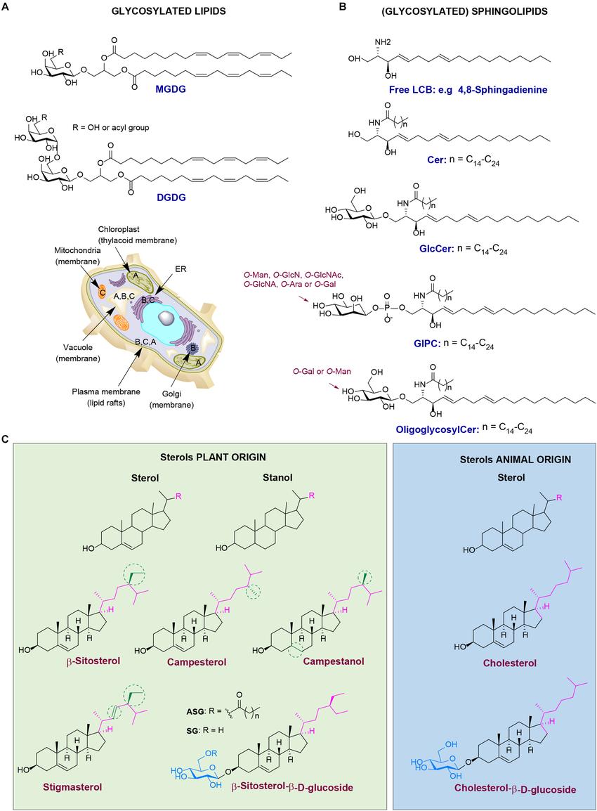 Plant Lipids vs. Animal Lipids: Differences in Composition and Function