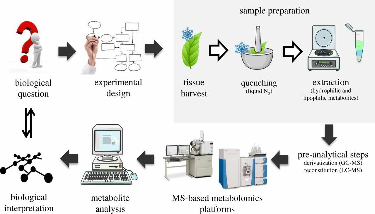 Workflow Of Our Plant Metabolomics Service