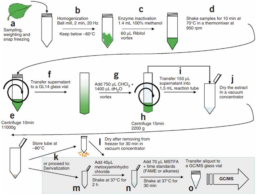 Experimental procedure for extract preparation