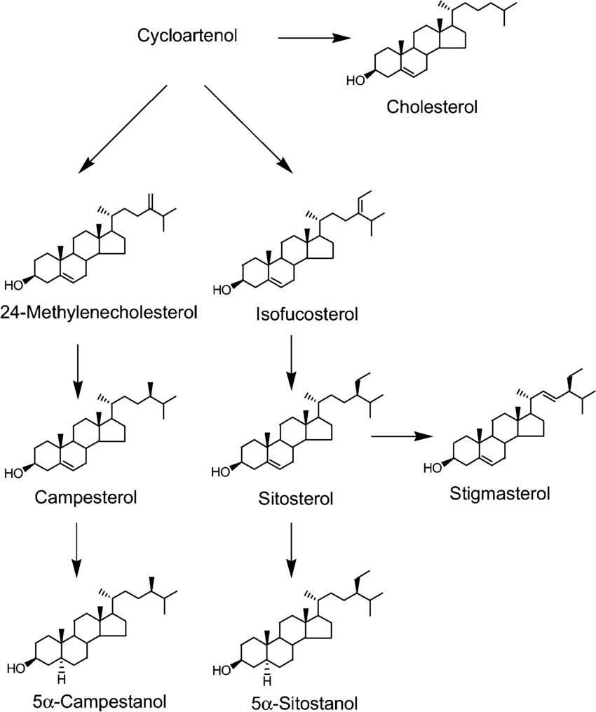 Biosynthetic pathway of plant sterols