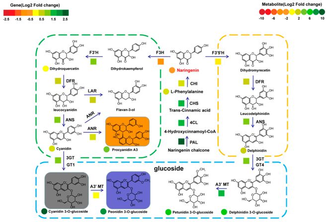 Plant Widely-Targeted Metabolomics Service