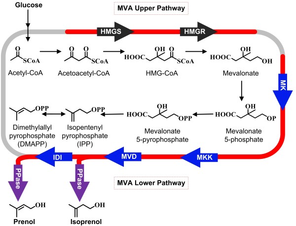 Isoprenol and prenol biosynthesis pathway. 