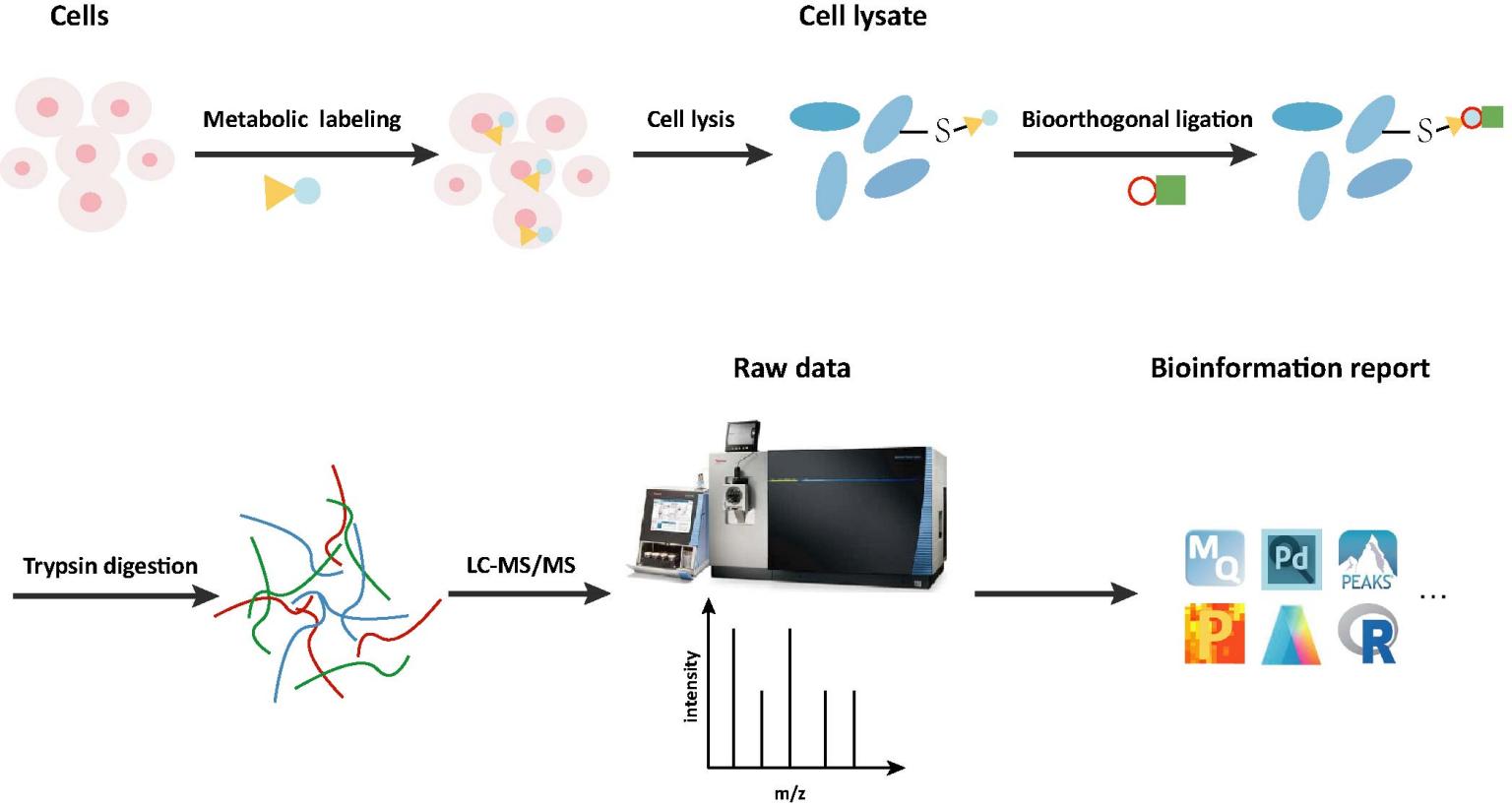 Workflow of Prenylation Analysis