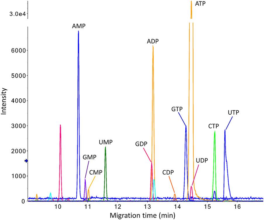 Graph displaying reconstructed ion electropherograms for nucleotide analysis from an extract of 10,000 HepG2 cells using sheathless CZE-MS in positive ion mode with a porous tip emitter, highlighting nucleotide separation and detection.