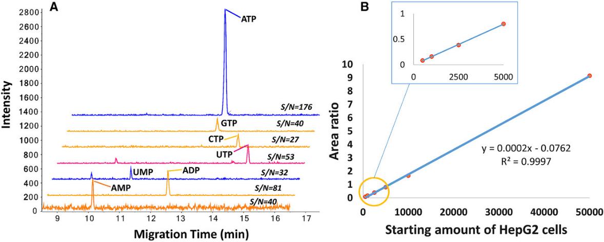 Electropherograms of nucleotides from 500 HepG2 cells and scatter plot of ATP ratios vs. cell numbers analyzed by sheathless CZE–MS.