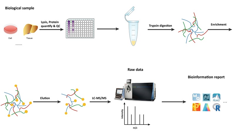 Workflow of Propionylation Analysis