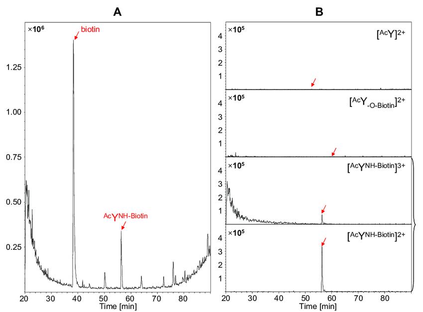 LC-MS analysis of biotinylated peptides after enrichment on a monomeric avidin column