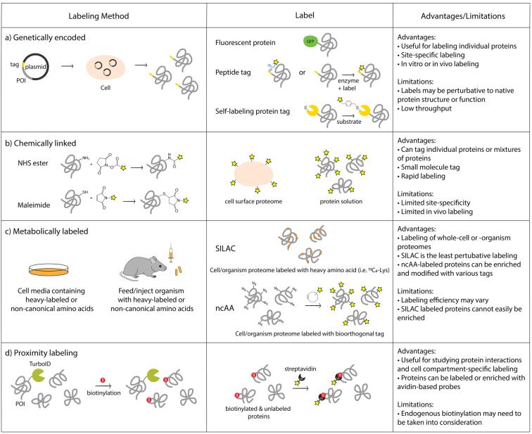 Tools for protein labeling. Summary of important protein labeling methods discussed in the review and their key advantages and limitations are highlighted here