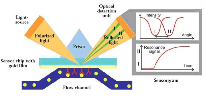 Surface plasmon resonance principle
