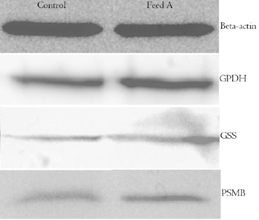 Western blot images showing protein levels of beta-actin, G6PDH, GSS, and PSMB in the control group and the designed amino acid feed group (feed A). Beta-actin serves as the control protein.