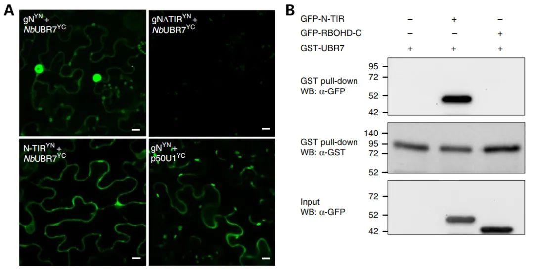 Figure 9: Analysis of the interaction between N protein and Nb UBR7 in vivo and in vitro