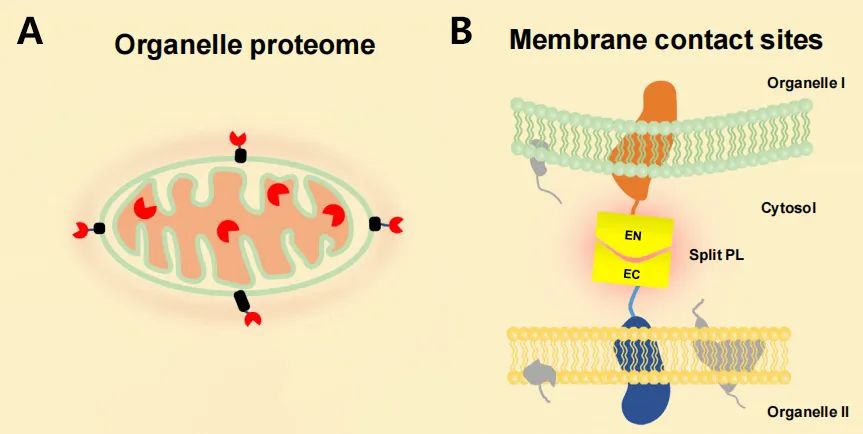 Figure 3: Utilizing intact or split-type proximity labeling enzymes for proteomic analysis of subcellular compartments (A) and membrane contact sites (B).