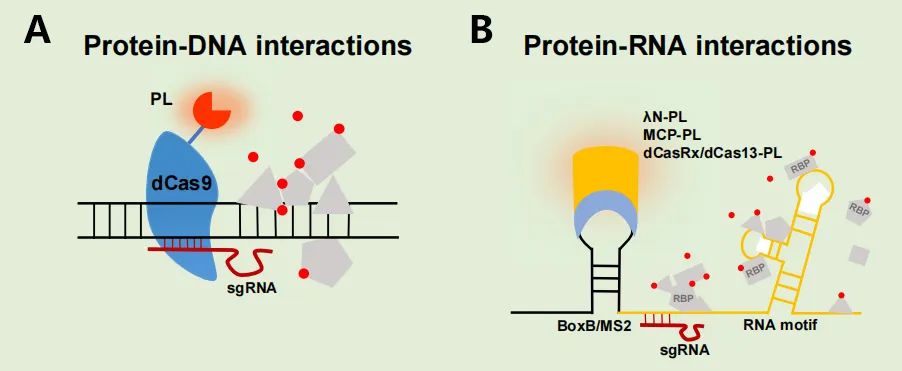 Figure 5: By integrating proximity labeling with other existing technologies, identification of proteins binding to specific genomic loci (A) or RNA motifs (B) is achieved.