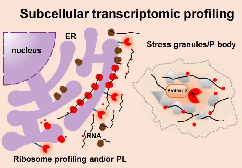 Figure 6: Utilizing proximity labeling technology to chart the RNA landscape of membrane-bound or membrane-free organelles. These RNAs encompass both mRNAs engaged in translation and non-coding RNAs.