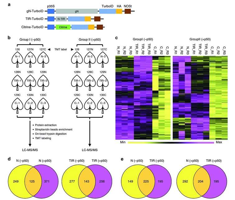 Figure 8: Identification of proximal and interacting proteins of the N NLR immune receptor