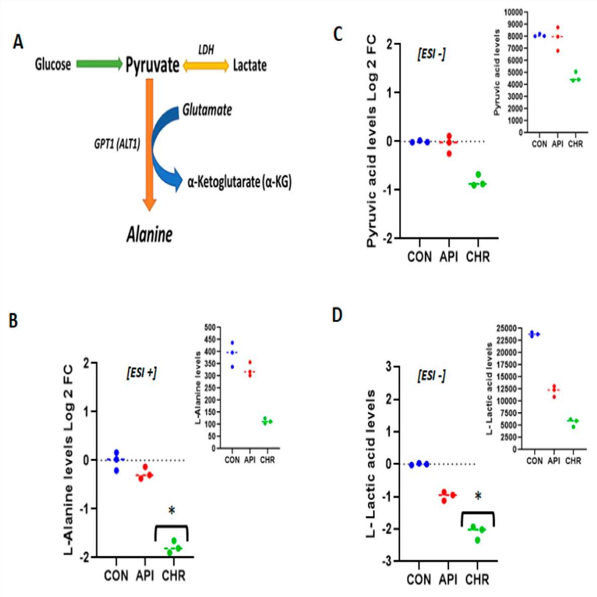 Diagram and bar graphs showing the decrease in alanine metabolism-related metabolites in MEFs treated with chrysin.